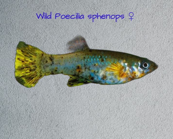 wild poecilia sphenops female.jpg