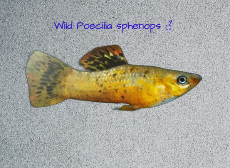 wild poecilia sphenops male.jpg