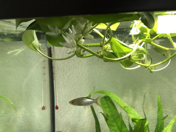 wit-aquarium.jpg