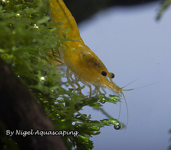 yellow shrimp by nigel aquascaping.jpg