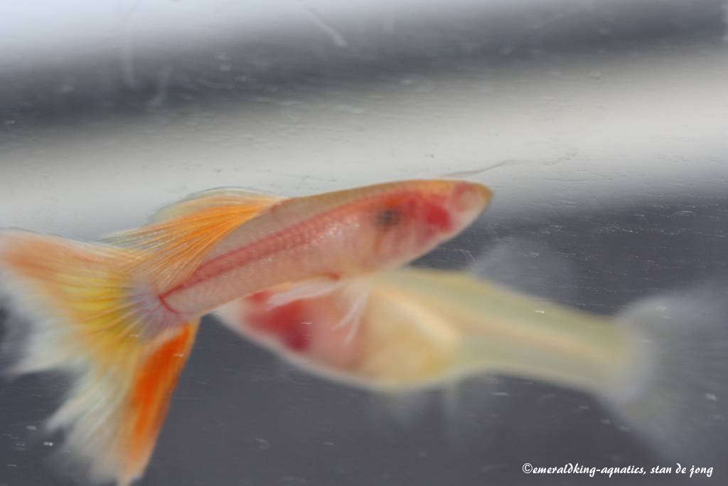 yellow taxi glass belly guppy 007.jpg