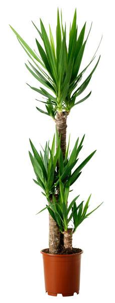 yucca-multi-stemmed.jpg