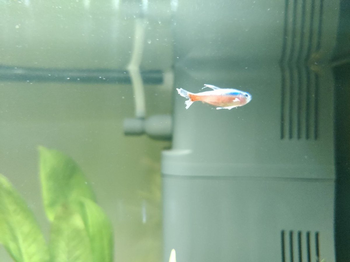Zieke tetra 1.jpg