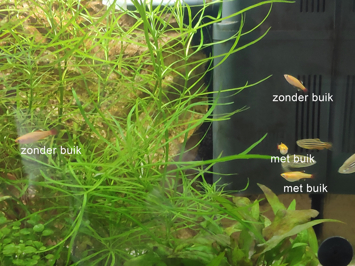 zonderenmetbuik.jpg