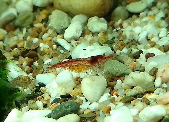 zwangere garnaal.jpg