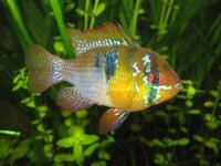 Mikrogeophagus ramirezi.jpg