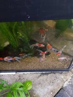 aquar 3.jpg