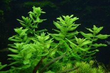 050-Limnophila-aromaticoides-groen-1024x681.jpg