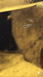 CE8B209A-8882-4E11-B3EA-4C4CCCF9050E.png