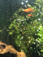 Foto_bruine alg.jpeg