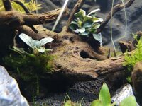 IMG_20190630_113018.jpg IMG_20190630_113018.jpg