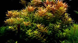 rotala-rotundifolia-1024x576.jpg