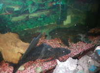 Fonske en Fronske.PNG