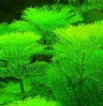 Screenshot 2020-02-09 at 16.19.55.png