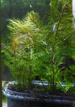 nieuweplant-Procerpinaca-palustris.jpg