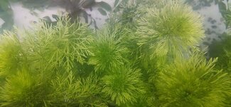 IMG_20200417_165226.jpg
