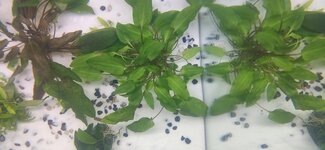 IMG_20200417_165238.jpg