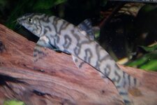 IMAG0045.jpg