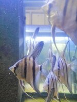 IMG_20200416_202842.jpg