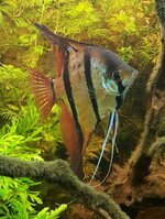 Pterophyllum sp Rio Nanay_1.JPG