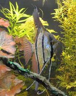 Pterophyllum sp Rio Nanay_2.JPG