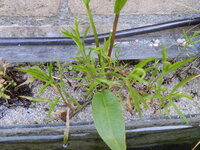 P5294200.JPG