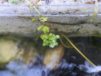 P5294203.JPG