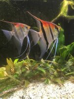 IMG_0354.JPG