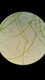 Algen microscopisch 400x.jpg