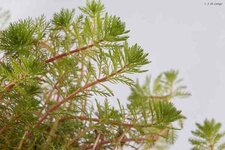 Myriophyllum Red Stem29.jpg