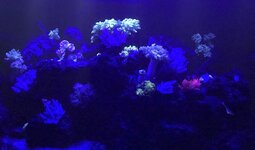 491DF62B-BA6E-4AE2-AEA6-2C402E609867.jpeg