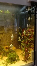 IMG_20200810_195323.jpg IMG_20200810_195323.jpg