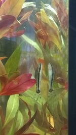 IMG_20200810_193138.jpg IMG_20200810_193138.jpg