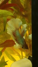 IMG_20200810_195912.jpg IMG_20200810_195912.jpg