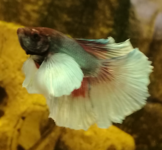 IMG_20200814_145128.png IMG_20200814_145128.png