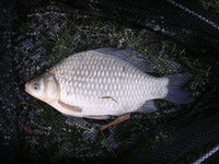 Carassius_auratus.JPG