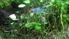 161020 Zieke H. bleheri 2.jpg