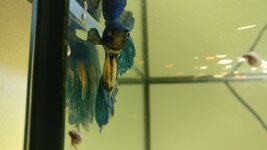 IMG_20201027_173324.jpg