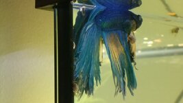 IMG_20201027_173432.jpg