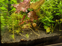 20201028-Plant 2.jpg