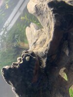 IMG_7232.jpeg