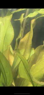 C17965E3-A78C-4241-ADA9-58189182F713.png