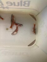 WhatsApp Image 2020-11-20 at 15.10.44.jpeg