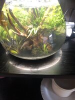 bowl.jpg