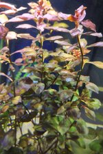 IMG-20201209-WA0005.jpeg