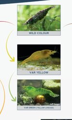Neocaridina_davidi_skfaquatics.jpg