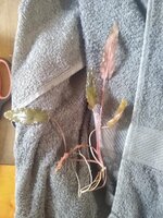 IMG_20201225_124441173.jpg