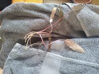 IMG_20201225_124447608.jpg