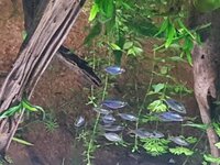 Preacox midden zwart oog.jpg