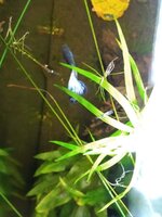 ter vergelikking de paarse gup.jpeg